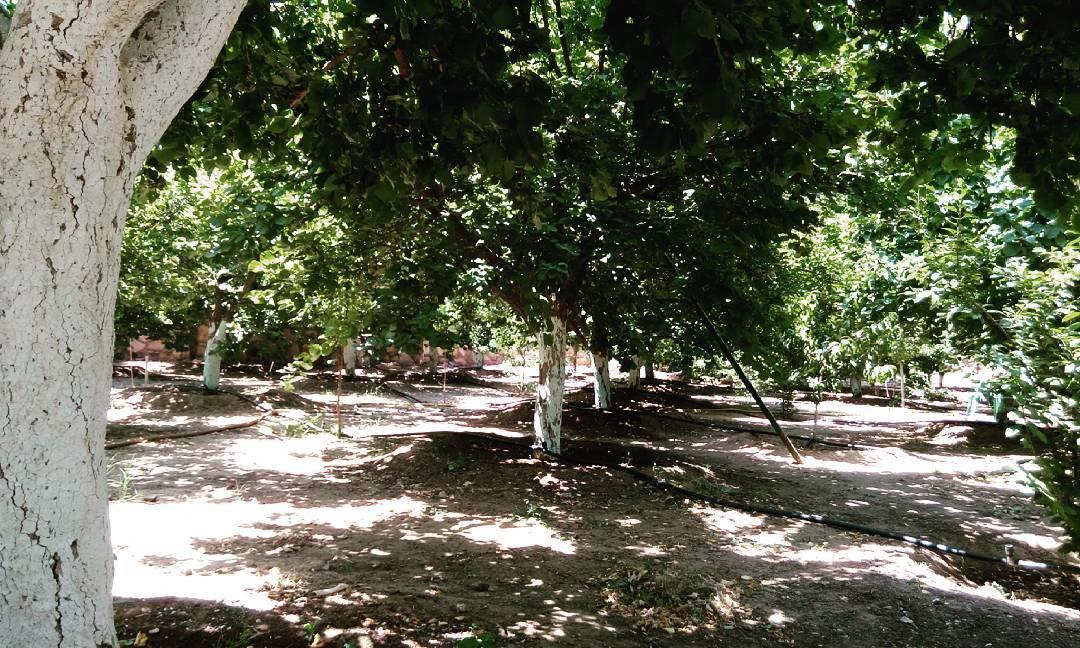 Sadeem Village & Chalet Ash Shafā Exterior foto
